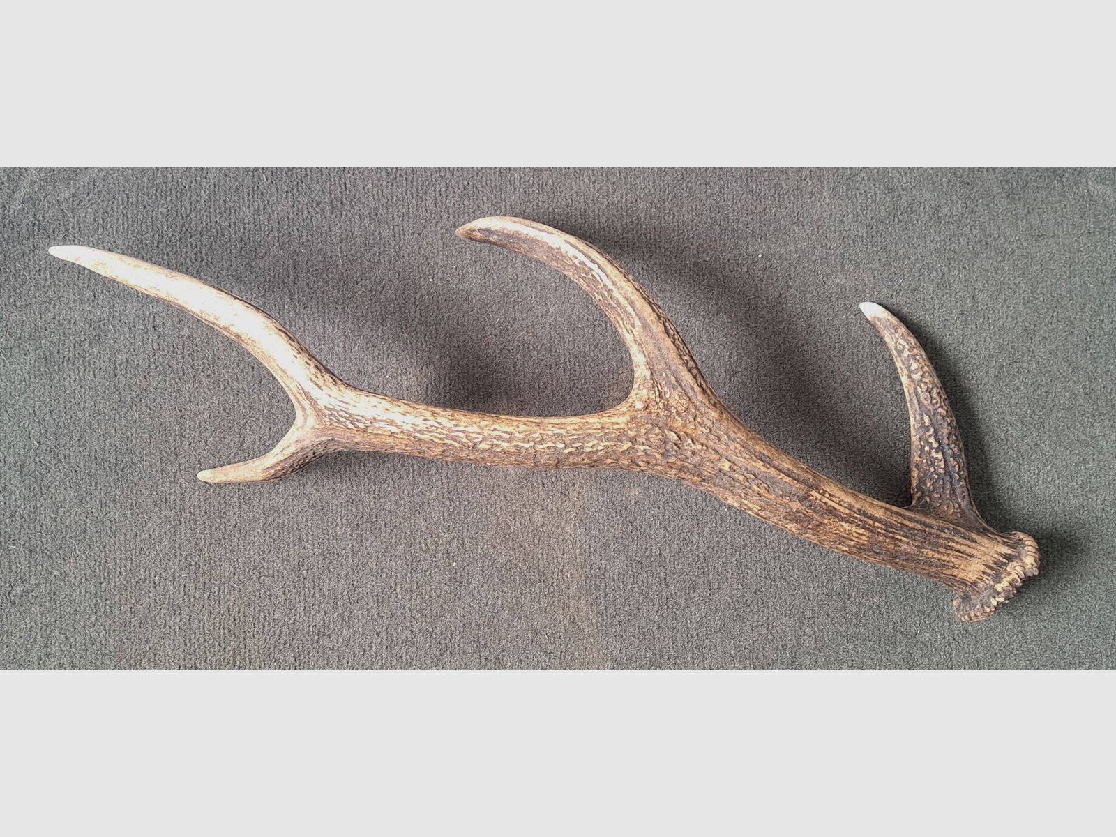 Sikawild Abwurfstange Geweihstange