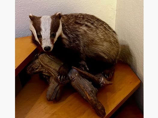 Animal naturalisé – magnifique blaireau d’hiver à céder