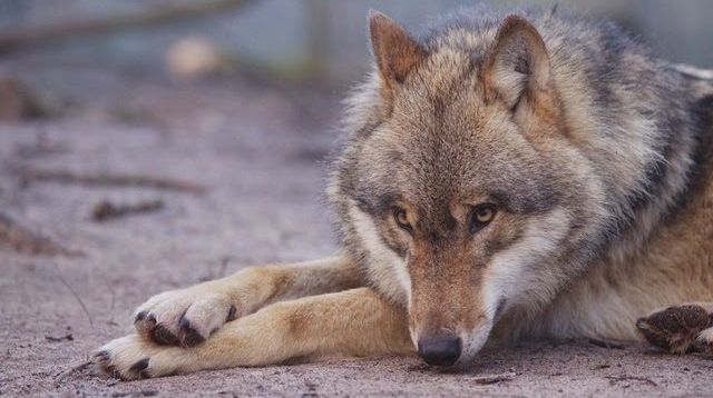 Freilegende Wölfe Opfer Straßenverkehr PKW Unfall - Wolfcenter Dörverden by schuhplus