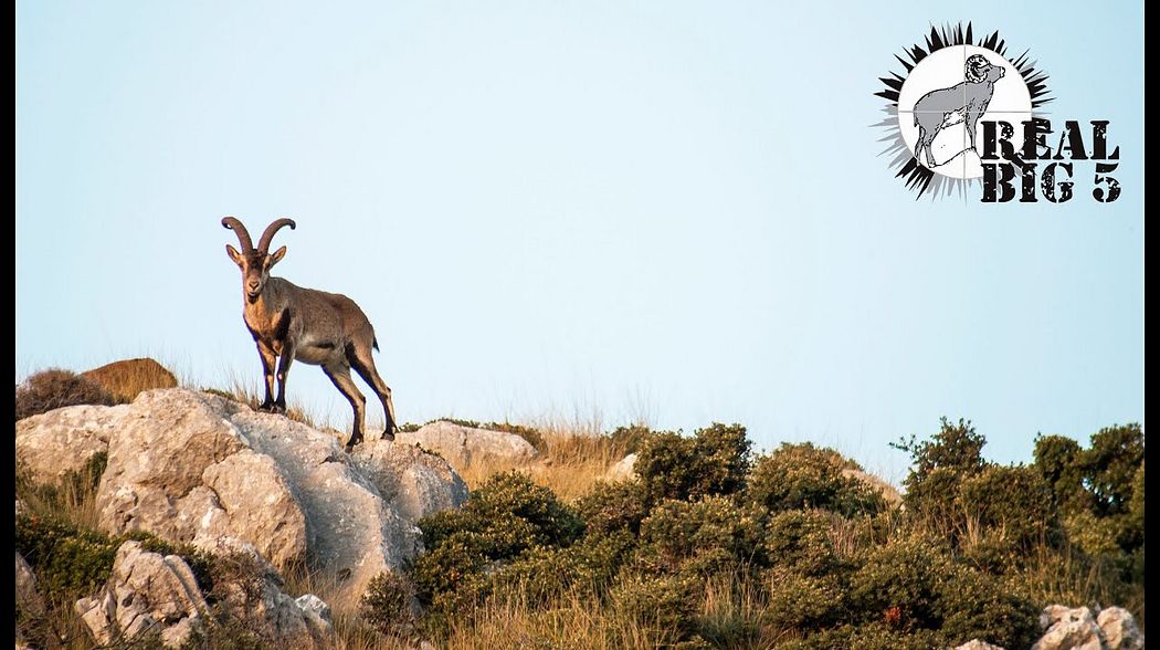 Sierra Nevada Ibex Hunt