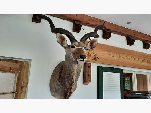 Kudu trofee Afrika beursstand decoratie preparaat taxidermie