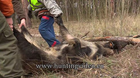 Drivenhunt in Hungary 2016