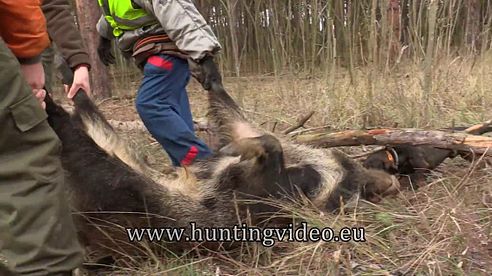 Drivenhunt in Hungary 2016