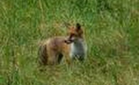 Fuchs Tot, Hunting fox Dead