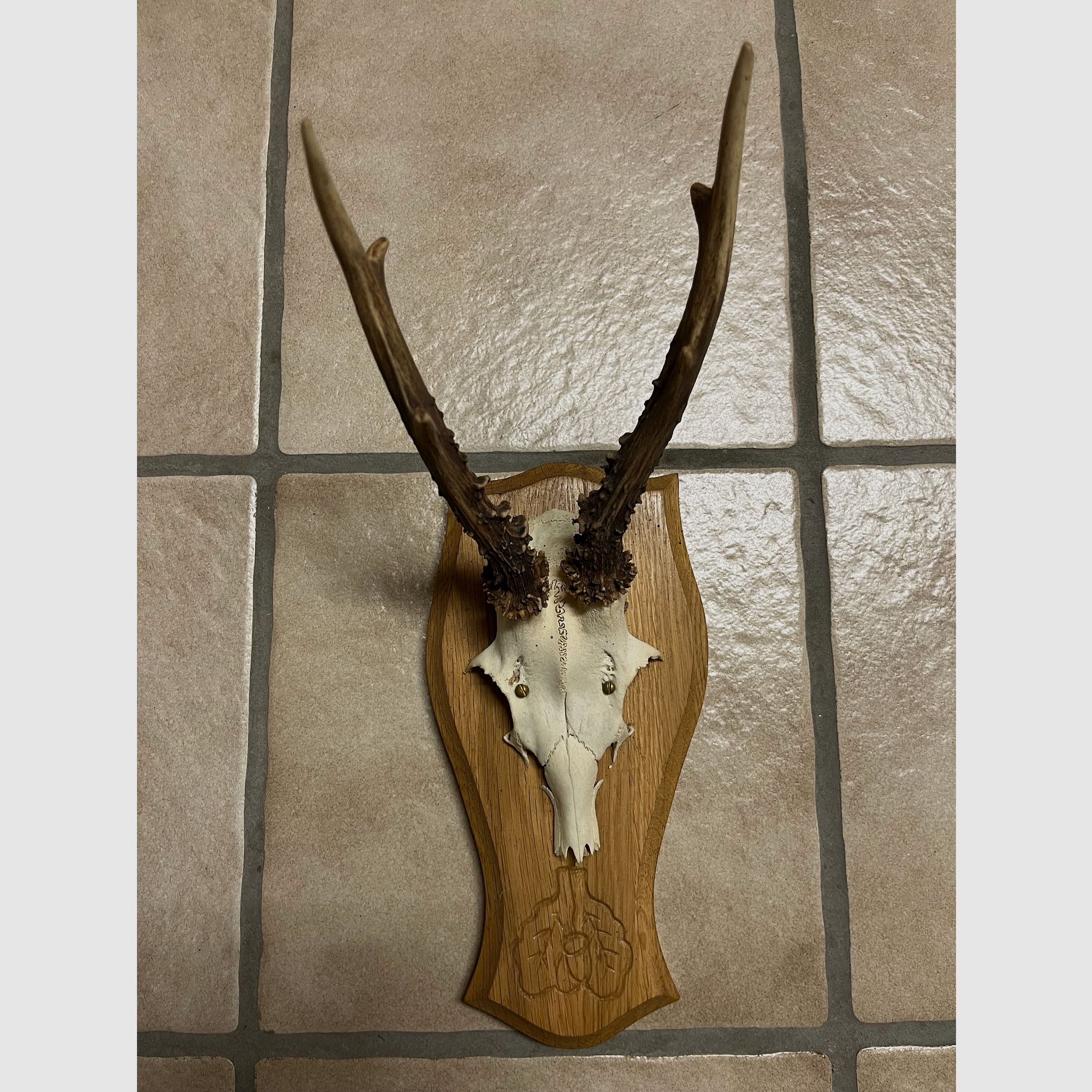 Geweih Jagdtrophäe mit Geweihbrett