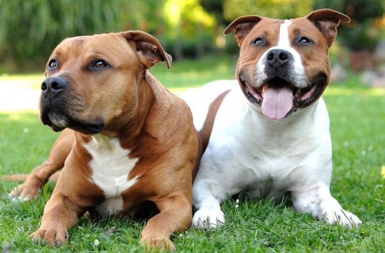 Raseprofil: American Stafford Terrier