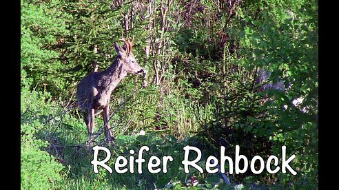 Reifer Rehbock