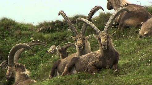 Genetik gegen Inzucht - Steinbock-Forschung in der Schweiz