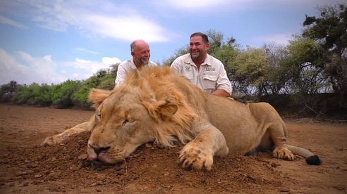 Lion Hunt - Tootabi Hunting Safaris