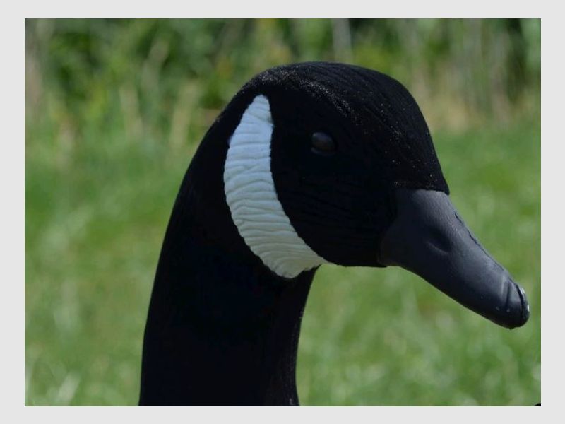 Prodecoys appelants d’oie du Canada 12 pièces full body, image 5 sur 9