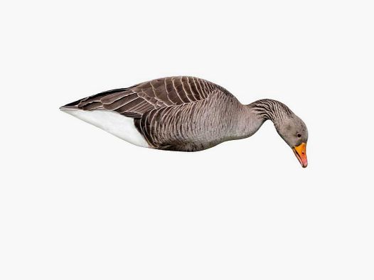 12-PIECE 2D WILD GOOSE STAMP SET