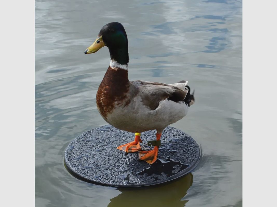 Plataforma flotante para reclamo de plástico sólido Ø 34 cm unidad, imagen 3 de 5
