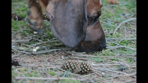 Nachsuche Schwarzwild, eftersök, schweissarbeit, schweisshund, wildboar,