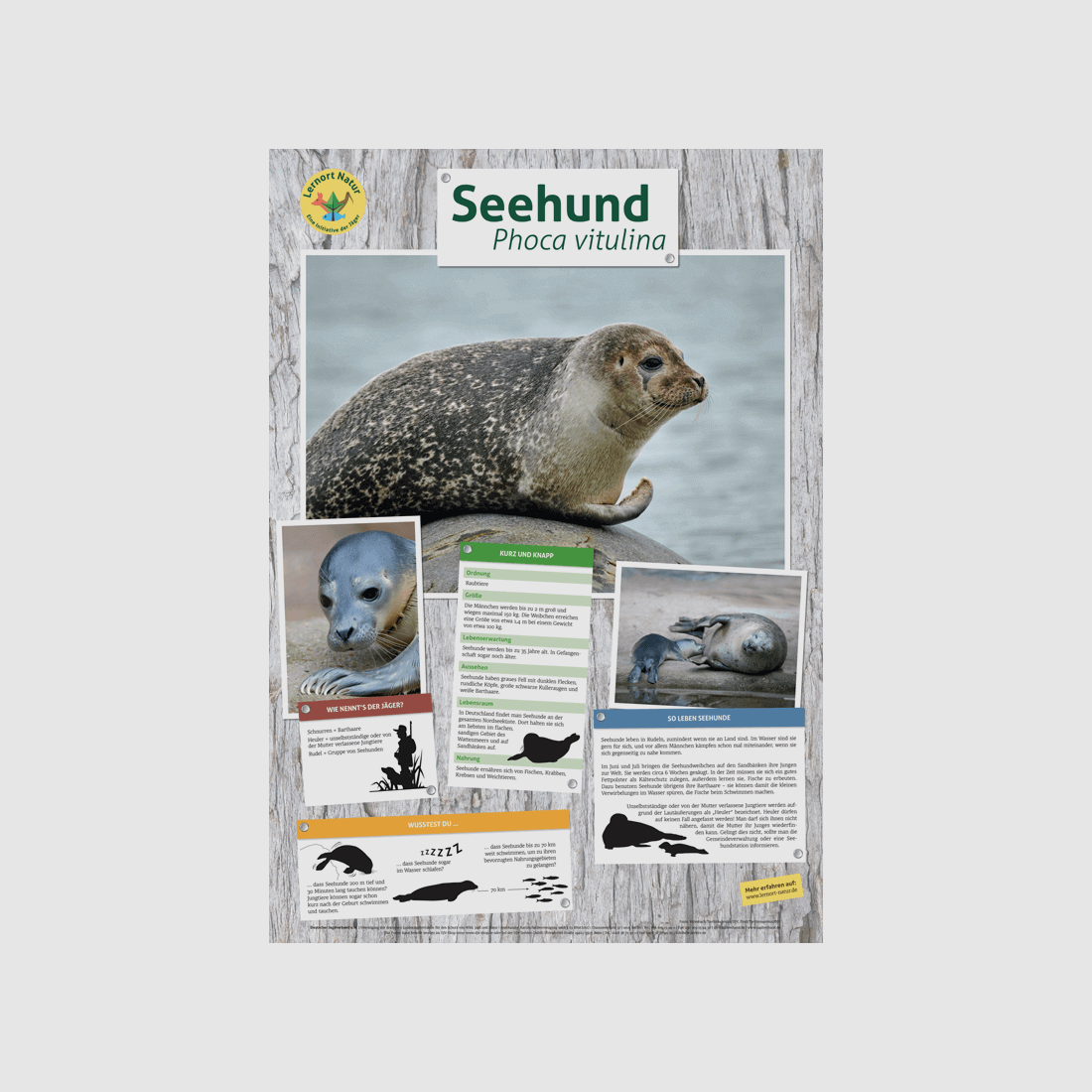 Lernort Natur-Tierposter Seehund