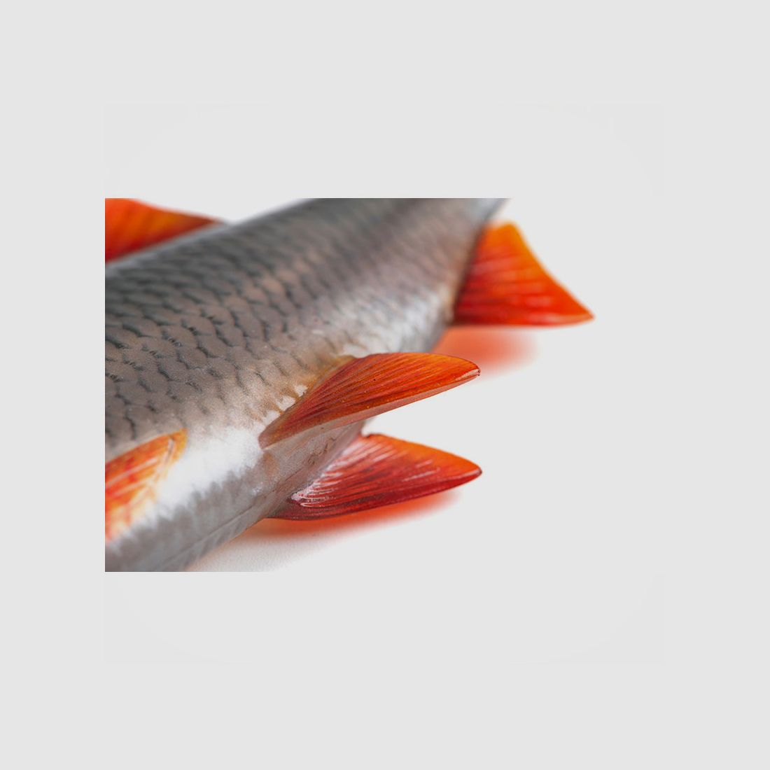 FOX RAGE – ULTRA NATURALS ROACH | 14cm 5.5″ | Ultra Natural Roach, Bild 4 von 8