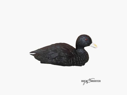 Forme de foulque