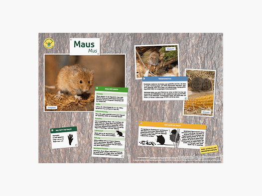 Lieu d'apprentissage Nature Tableau des animaux DIN A3 Souris