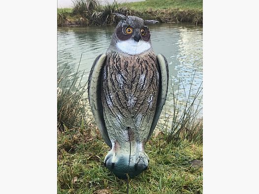 Mountain owl