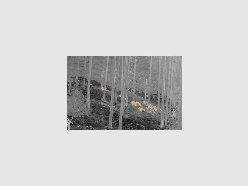 Nitehog Viper 50 Next thermal imaging camera