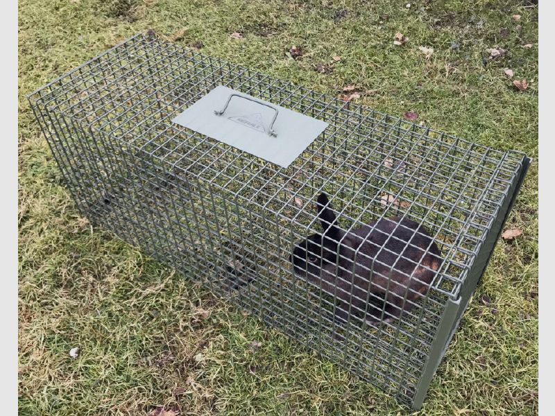 Waschbär Set Allroundkastenfalle