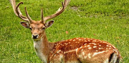 Die Lockjagd auf den Damhirsch