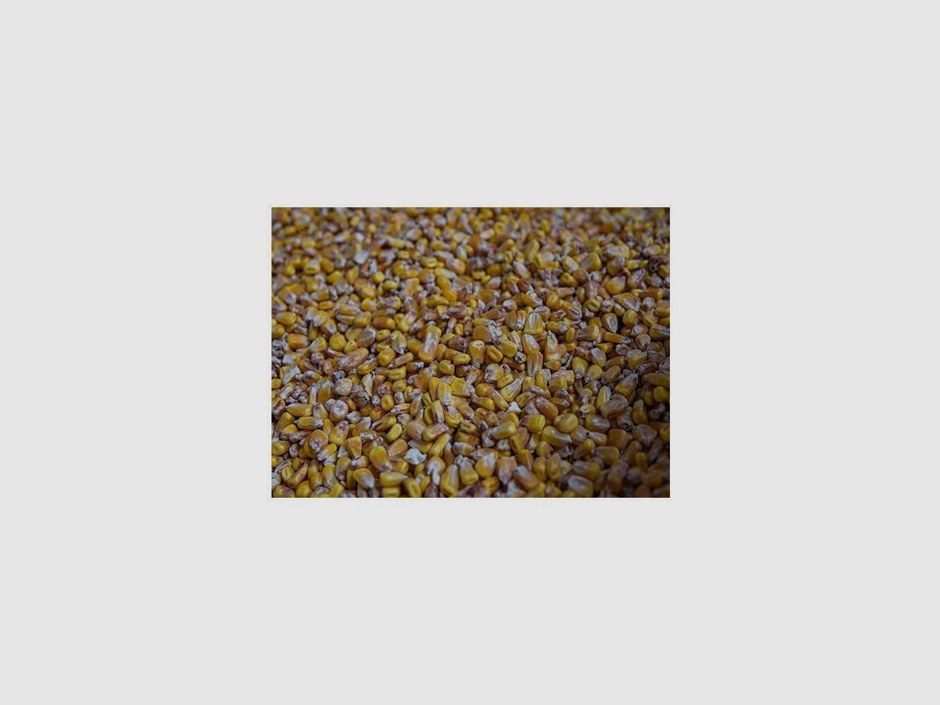 Mais-Amorcen Brut Vrac Poseidon Partikel 1kg