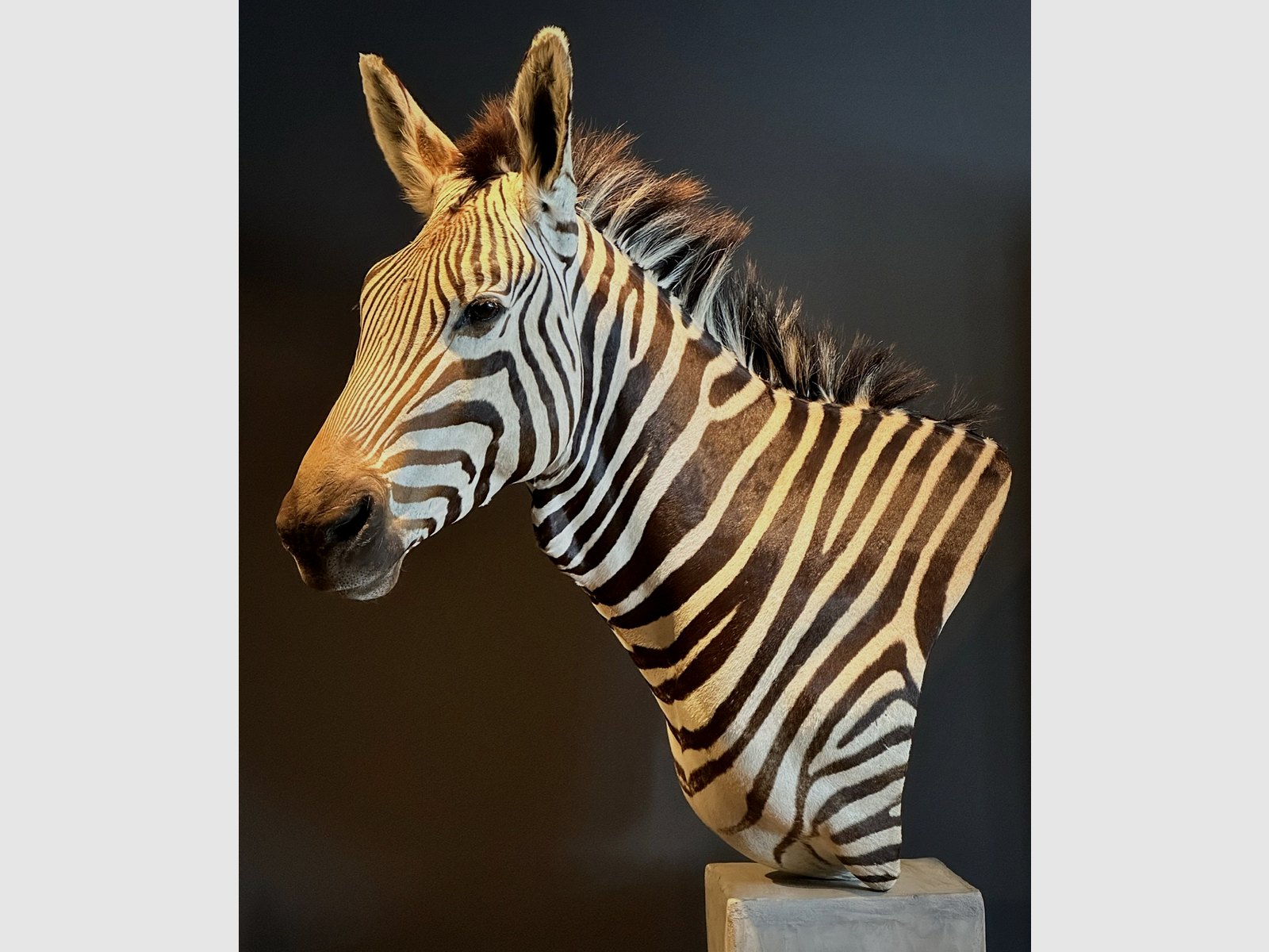 Trofeo di zebra da spalla, immagine 8 di 15