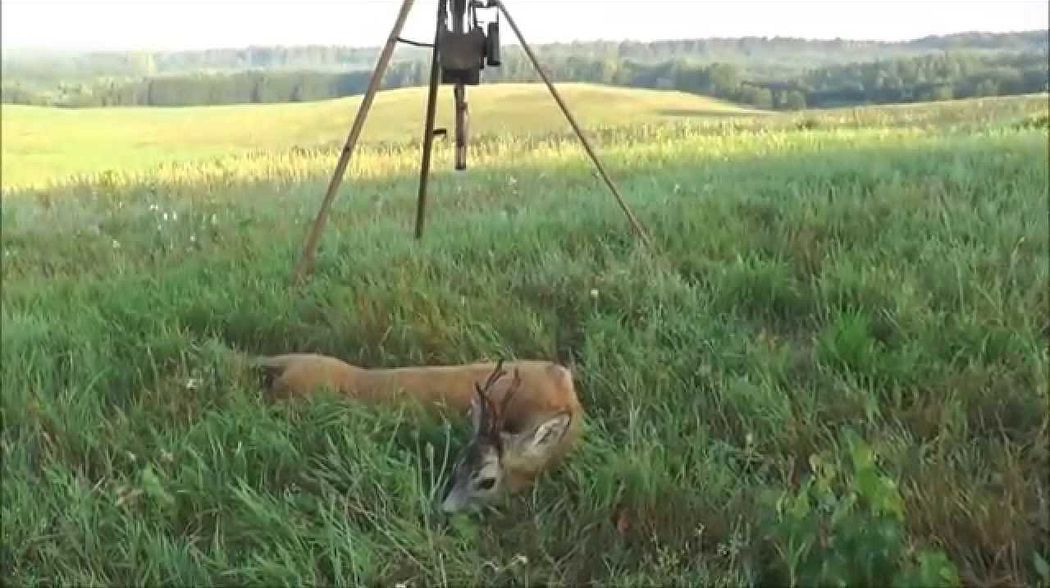 Rehbockjagd zur Blattzeit in Masuren