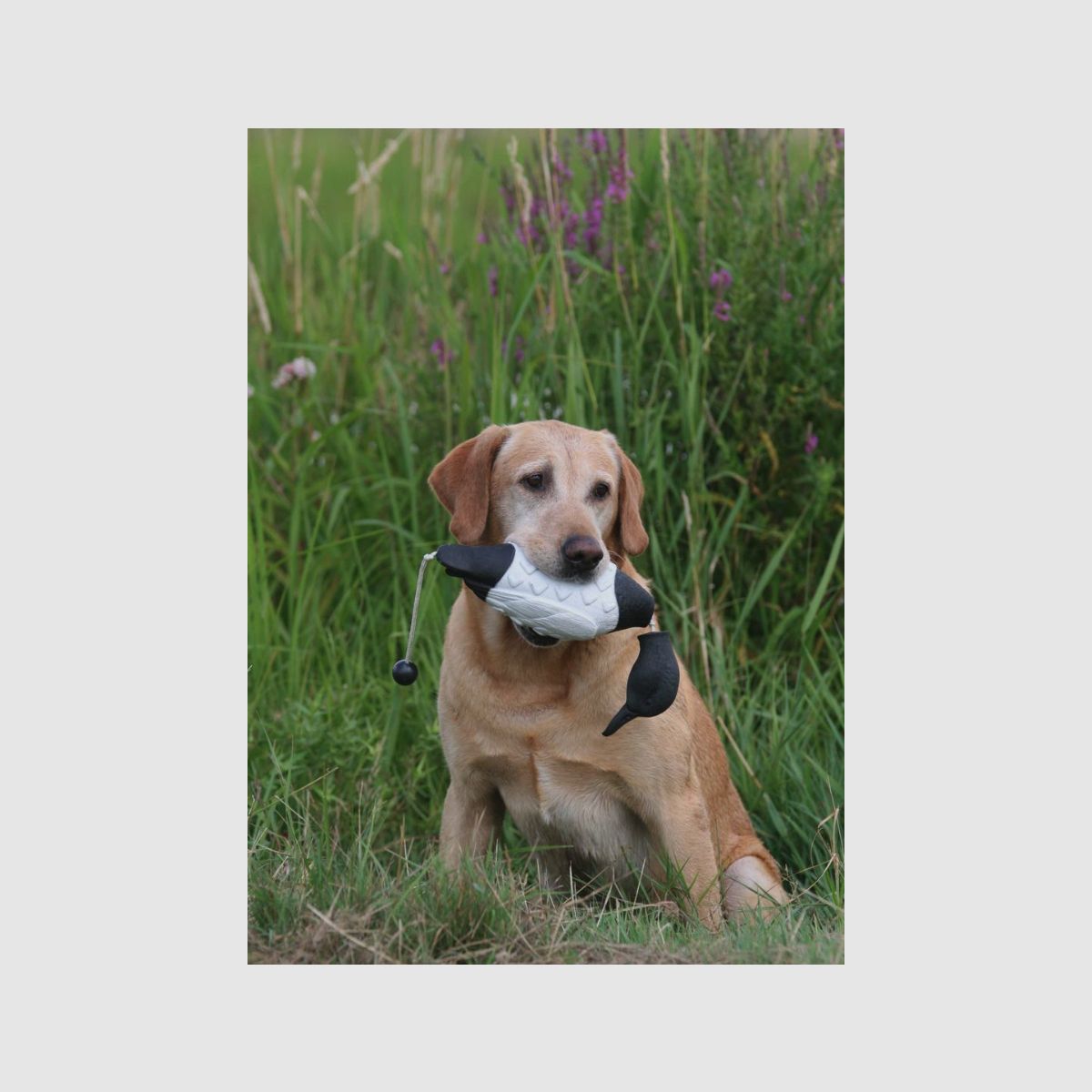 ASD Retrieve dummy EZ Bird Stock duck Black-White