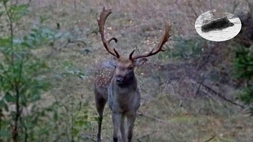 How to call in Fallow stag Wabienie daniela byka Damwild jagd  La chasse de daims