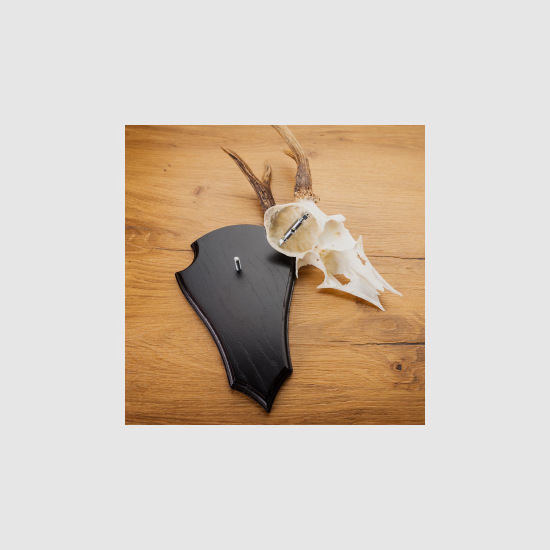 Roe deer antler clamp and screw - 2 pieces