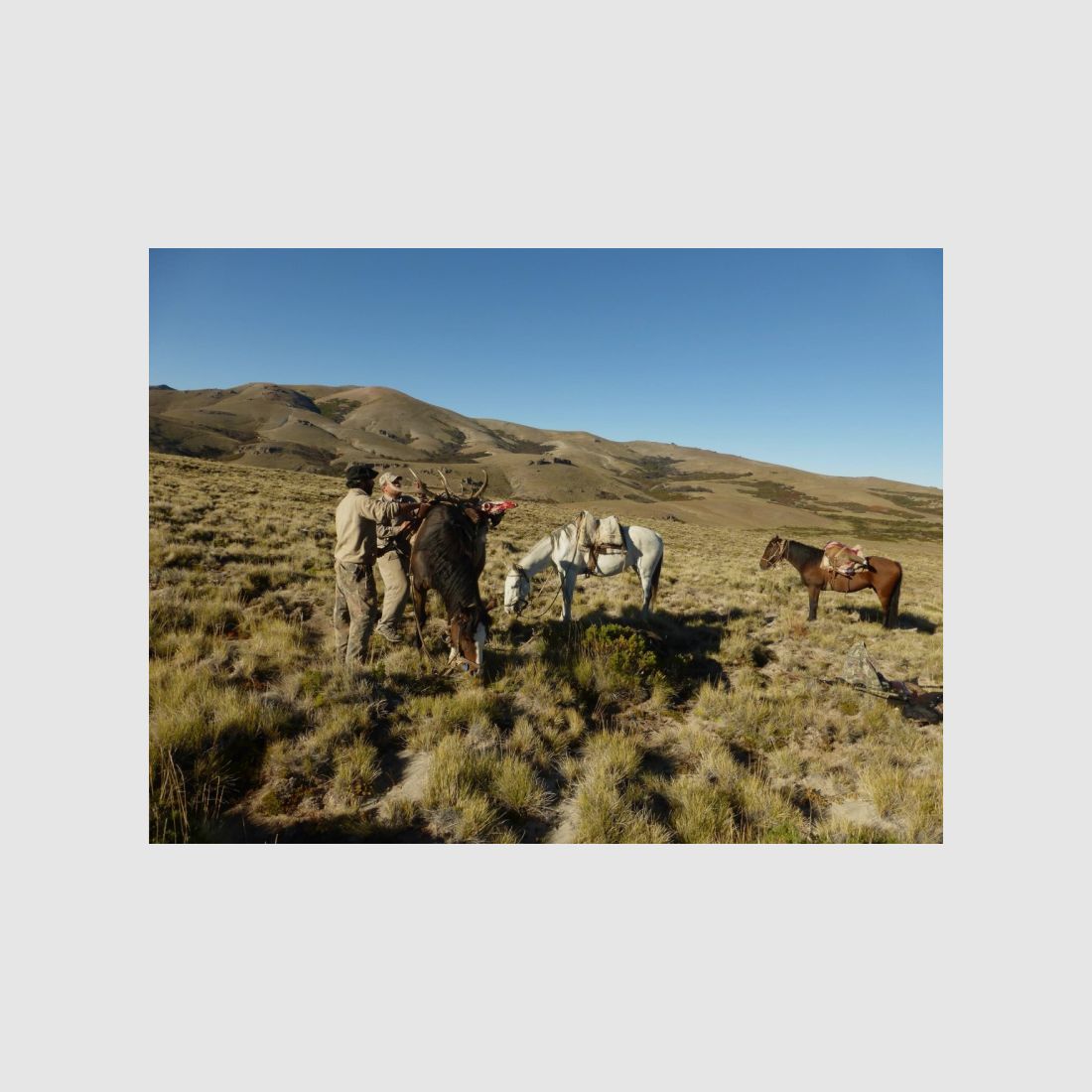 Auf starke Rothirsche in Patagonien! Eine fantastische Jagd!
