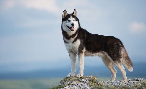 Rasseprofil: Siberian Husky