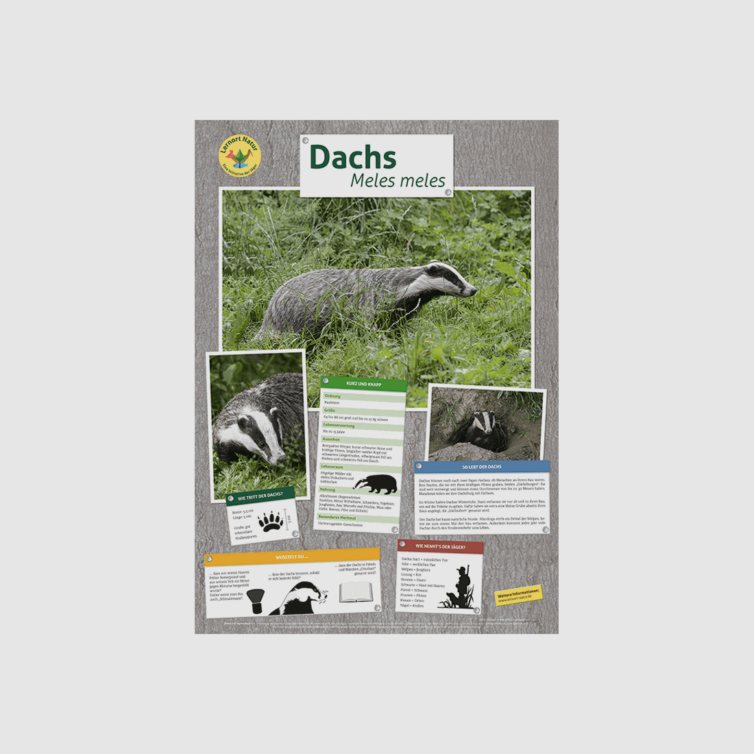 Lugar de aprendizaje naturaleza - Póster de tejón