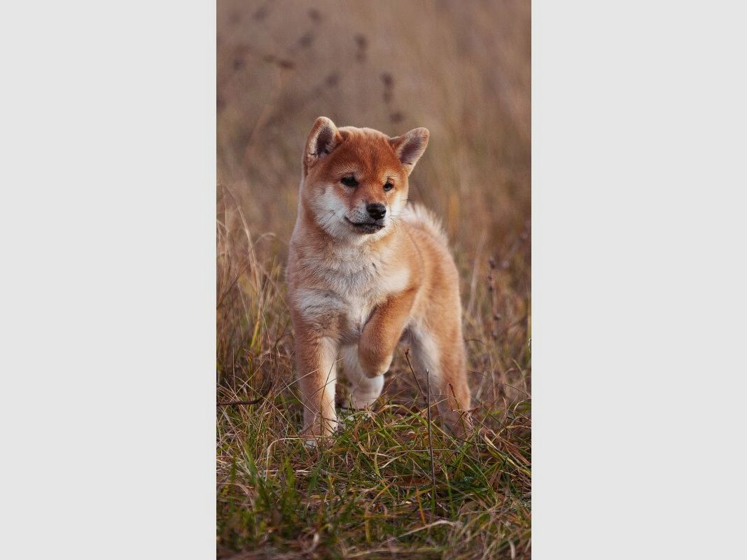 Essential Foods Essential The Beginning Small Size 2,5kg