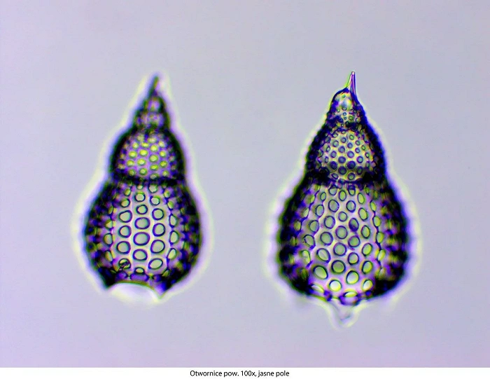 Delta Optical Genetic Pro binoculaire microscoop, afbeelding 21 van 52