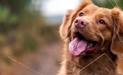 Hund hört nicht auf Ruf - Gezieltes Rückruftraining