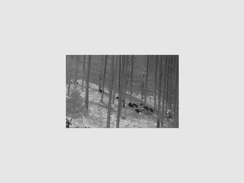 Nitehog Viper 50 Next thermal imaging camera