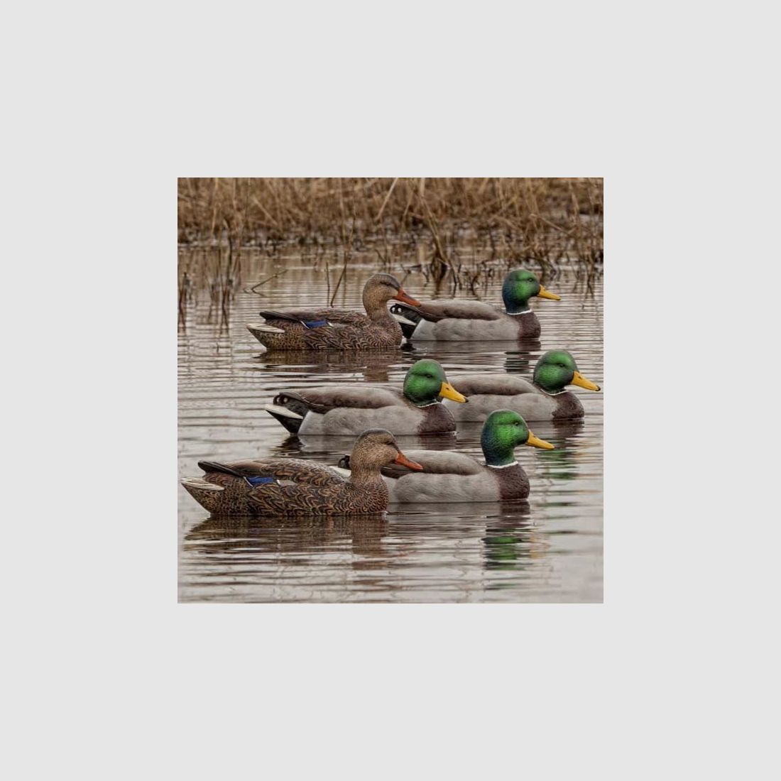 Formen von Stockenten AvianX Open Water HD, Bild 2 von 2