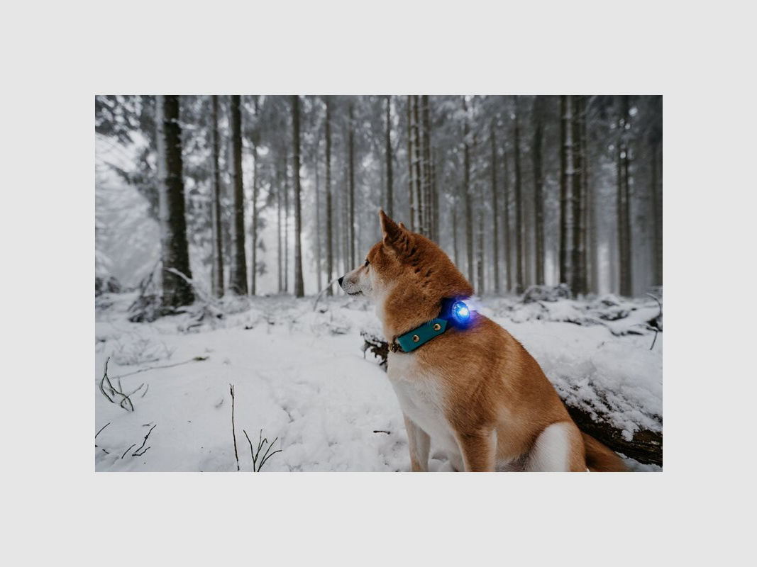 Orbiloc LED-Sicherheitslicht Dog Dual Blau