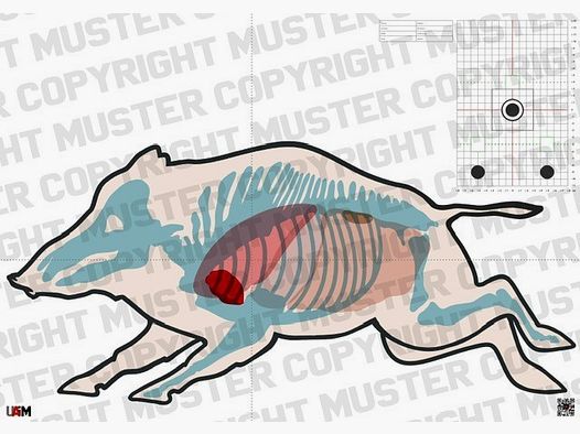 Keiler Anatomie Target "Keiler flüchtig" DIN A1 Detaillierte Zielscheibe für ...