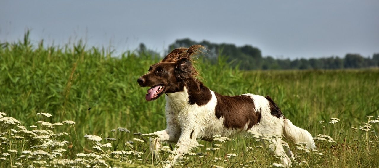 Rasseprofil: Kleiner Münsterländer