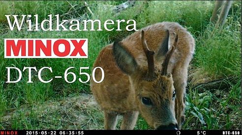 Jagd Wildkamera MINOX DTC 650