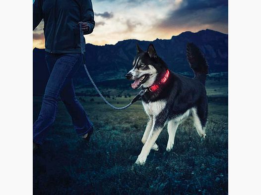 NITE DAWG LED HUNDEHALSBAND - M