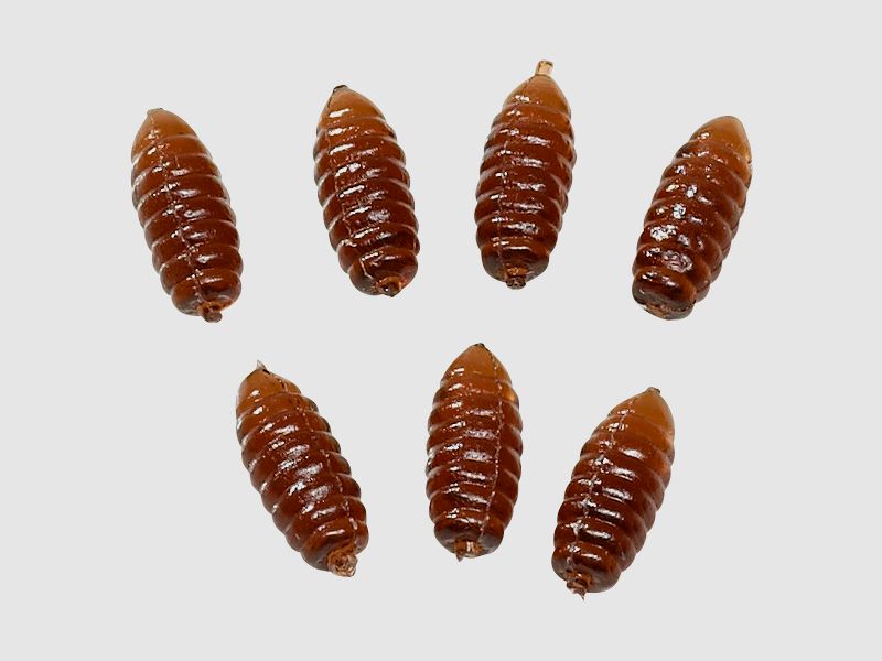 Kogha       Kogha   Premium Lures (künstliche Caster)