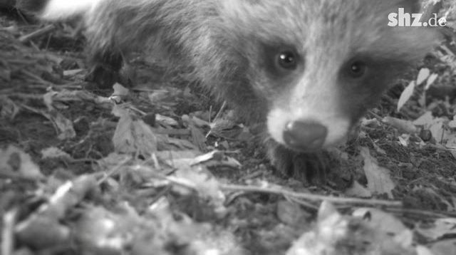 Achtung, Wildkamera! Das passiert in unseren Wäldern