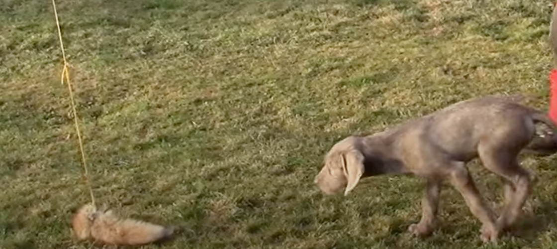 Reizangeltraining für Hunde: Die perfekte Beschäftigung für jagdbegeisterte Vierbeiner