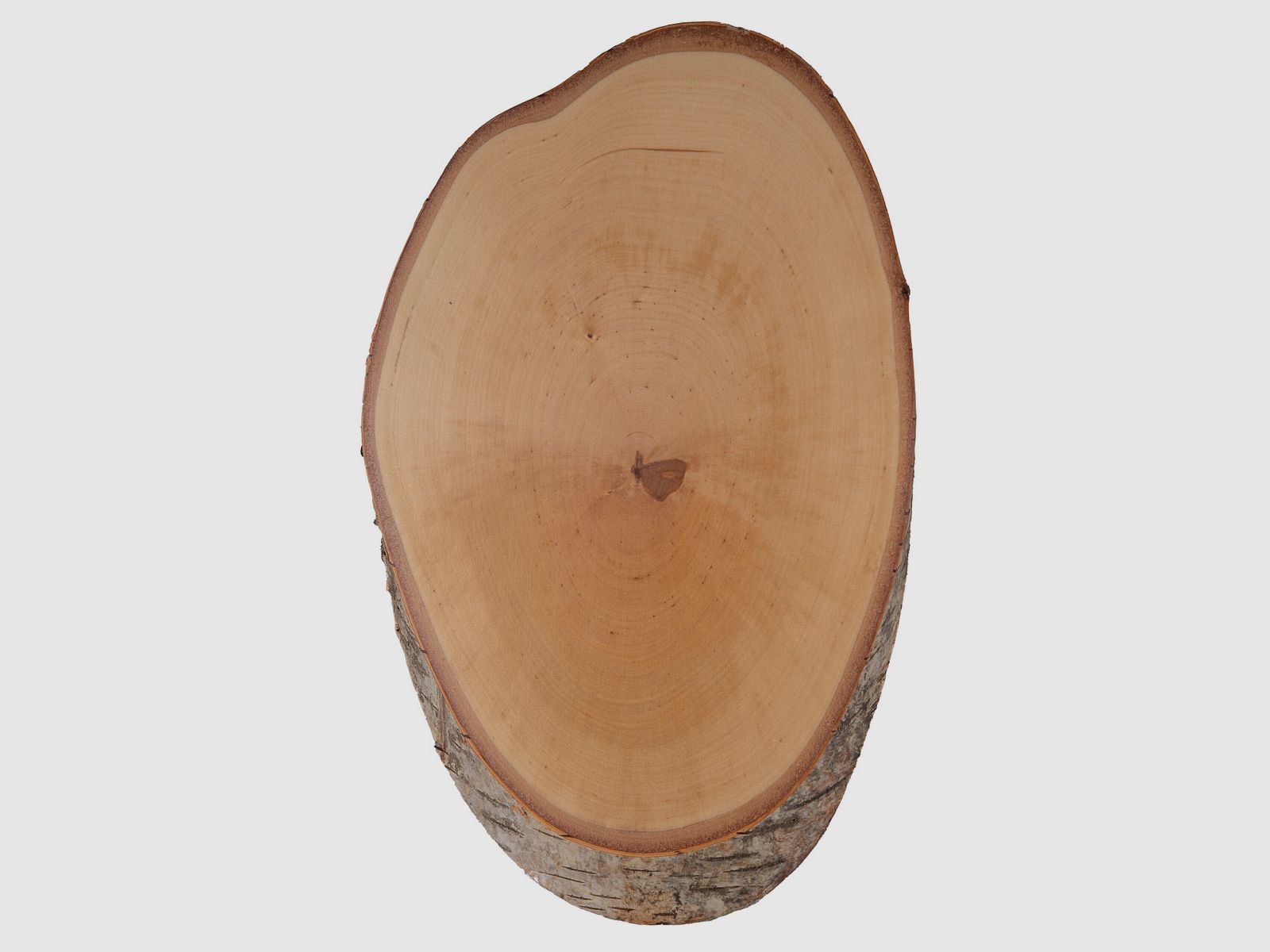 Hirschschild Birke