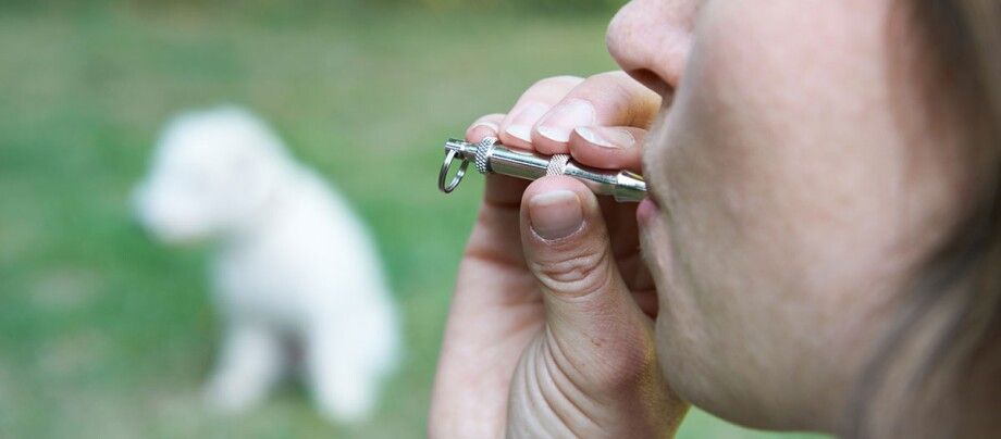 Training with the Dog Whistle