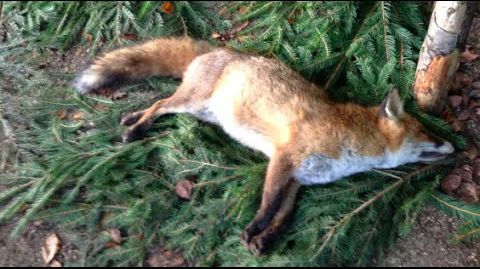 Hunters TV - Fox hunting in Germany